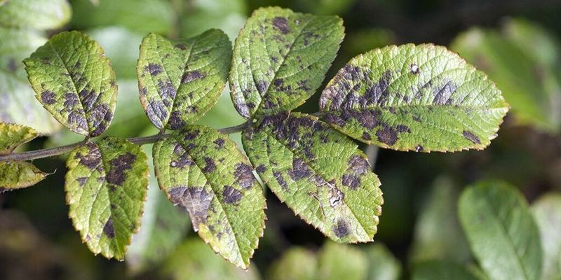Leave Diseased Plant Debris Out