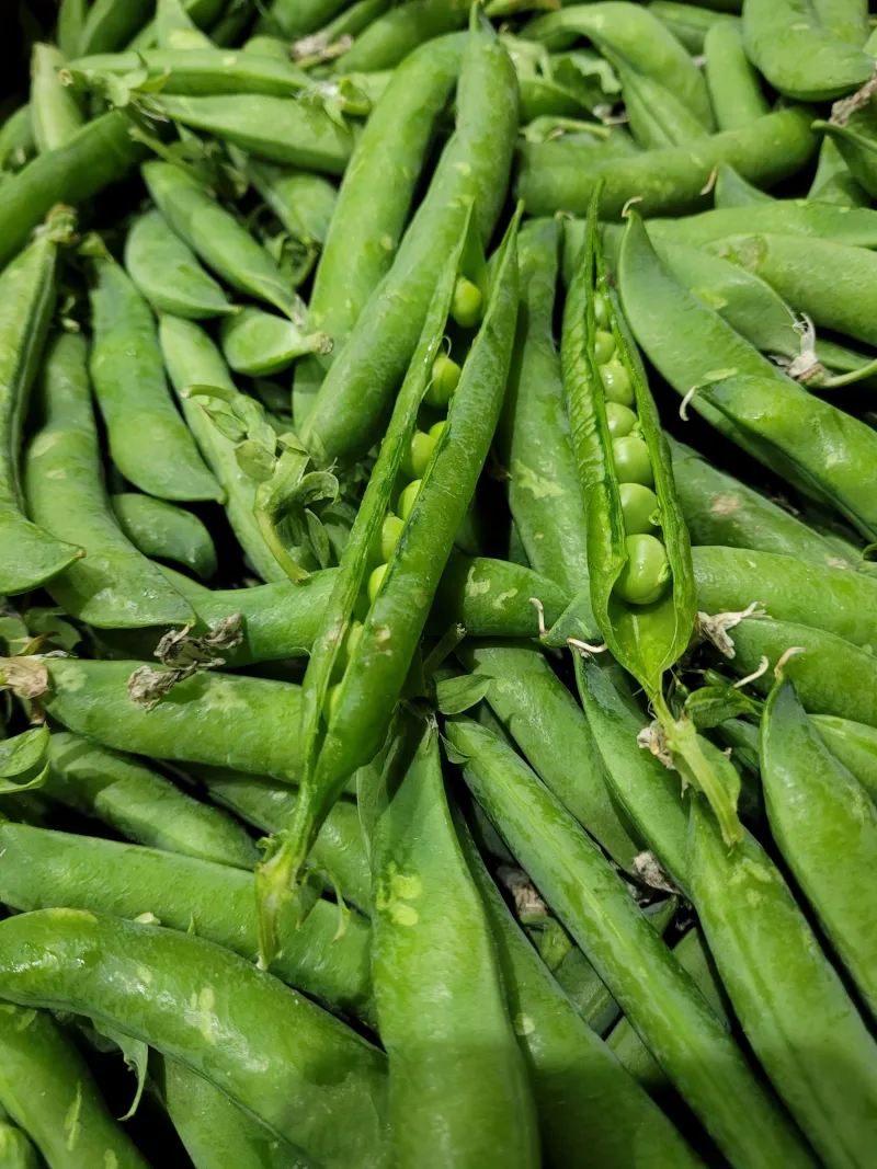 Leave English Peas For Florida's Cool Season