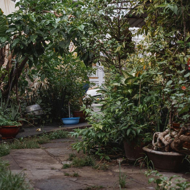 Leave Established Plants Alone Leave Established Plants Alone