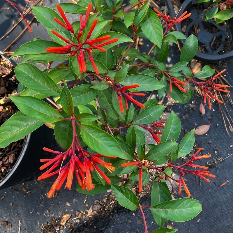 Leave Firebush Flowers So Berries Can Follow