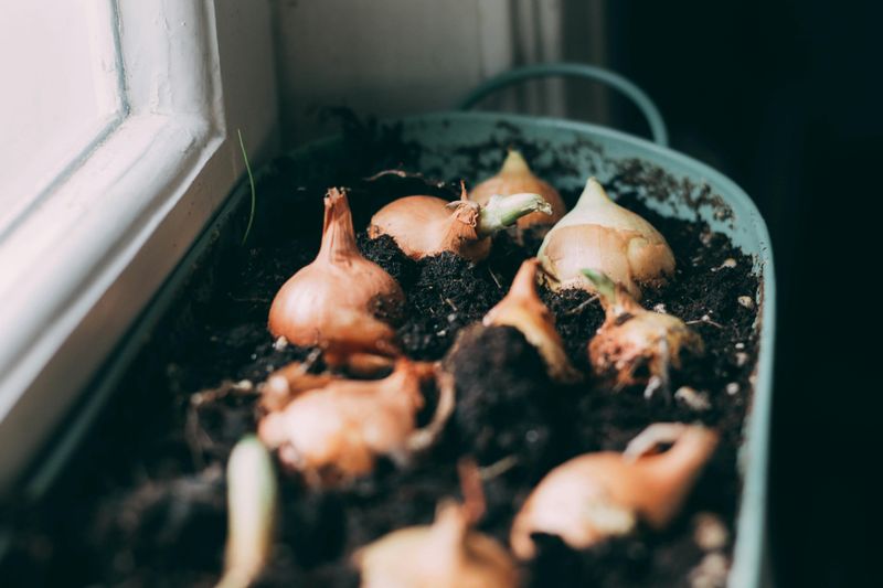 Leave Four To Six Inches Between Plants