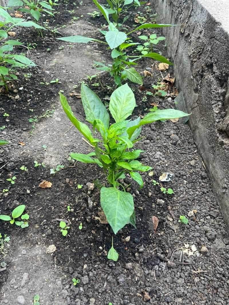 Leave Healthy Side Shoots In Place