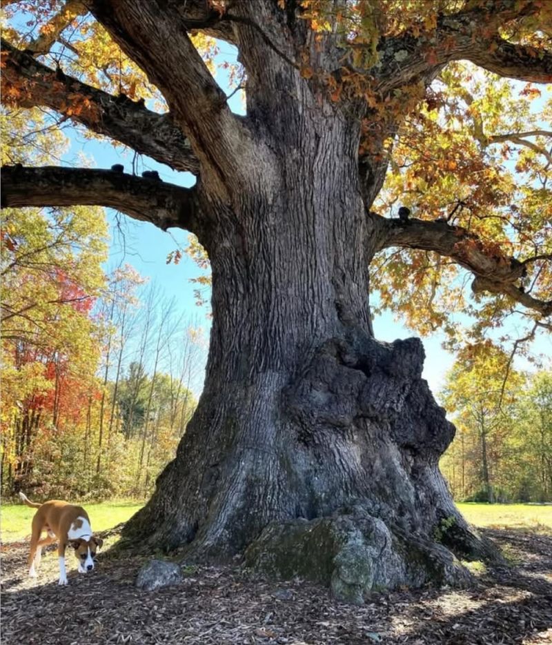 Leave Mature Trees And Roosting Habitat When Safe Leave Mature Trees And Roosting Habitat When Safe