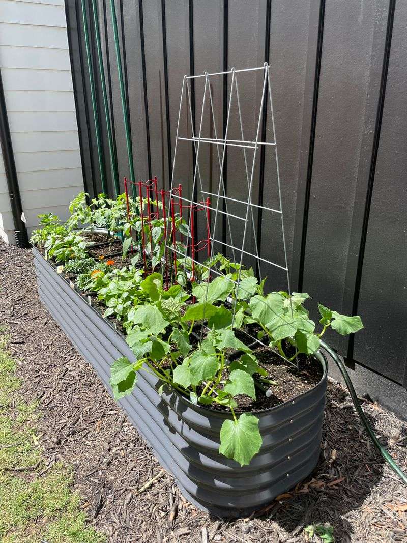 Leave More Space Between Plants For Better Airflow