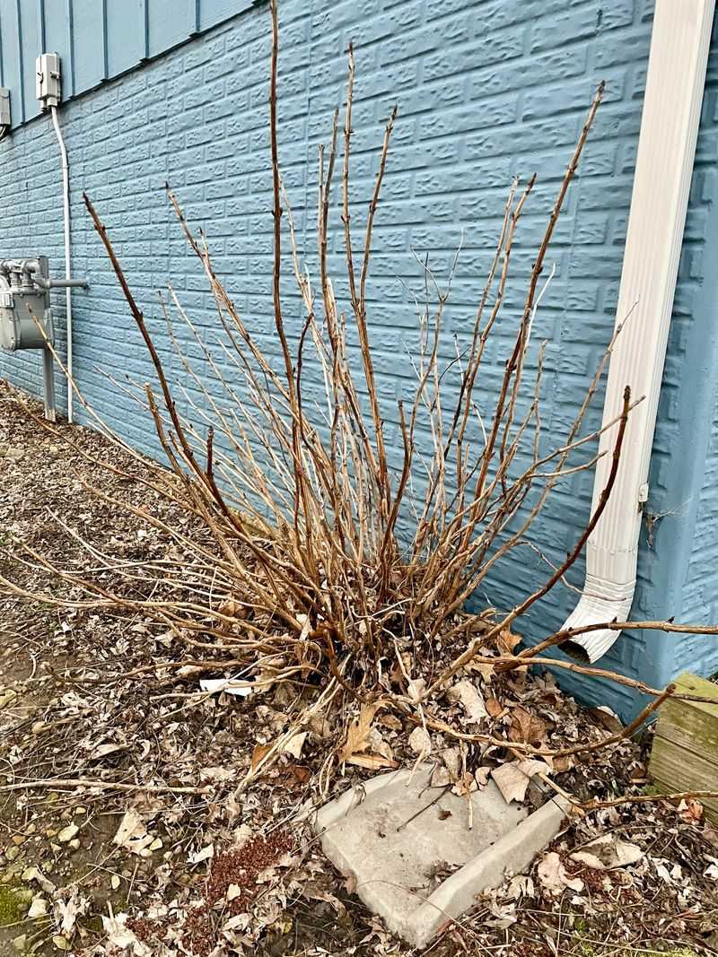 Leave Old Wood Hydrangeas Alone For Now