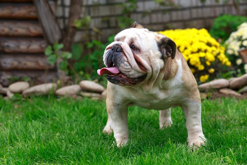 Leave Pet Waste Out Completely