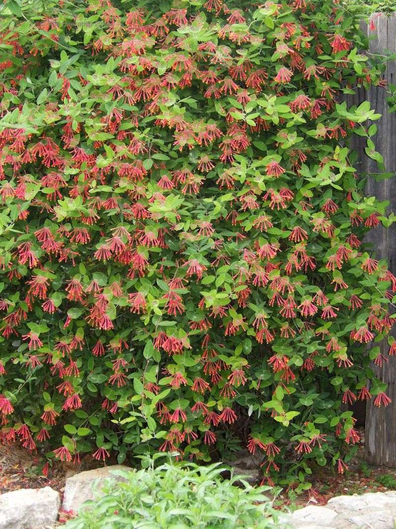 Leave Room For Stems To Reach About 15 Feet