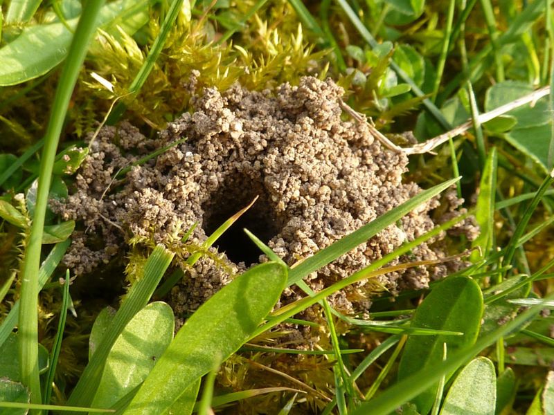 Leave Sandy Ground For Nesting Native Bees