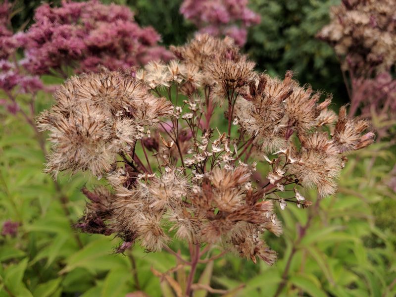 Leave Seed Heads For Late-Season Wildlife Interest