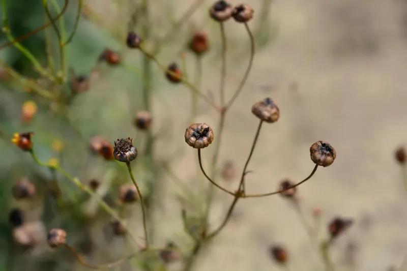 Leave Seed Heads For Wildlife And Future Blooms