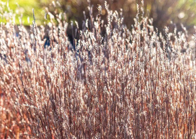 Leave Seed Heads Standing For Winter Texture