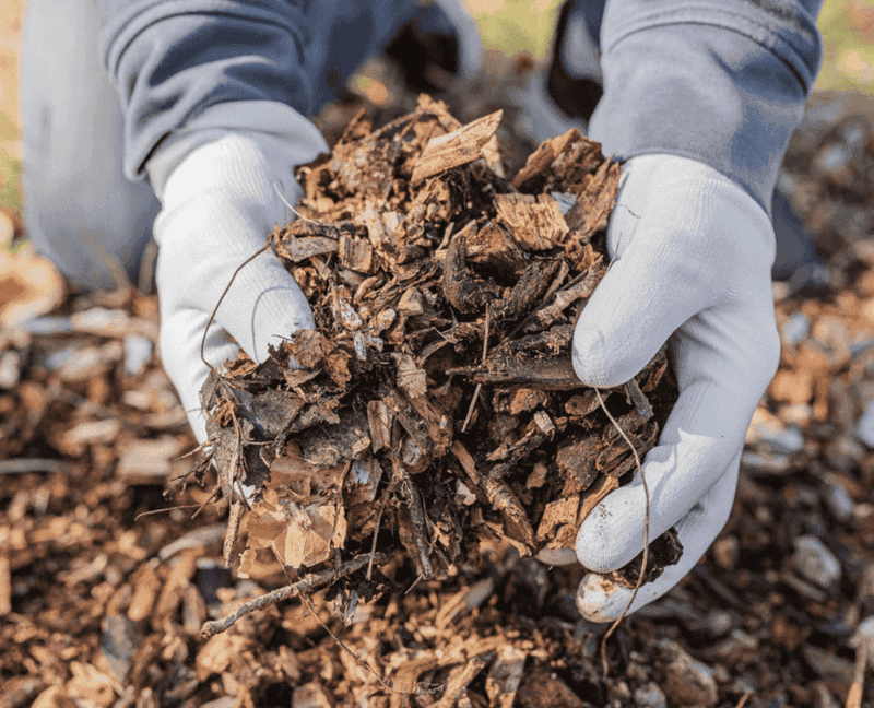 Leave Some Bare Soil And Leaf Litter