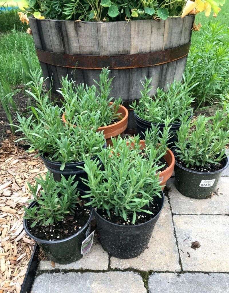Leave Space Around The Plant To Fight Humidity