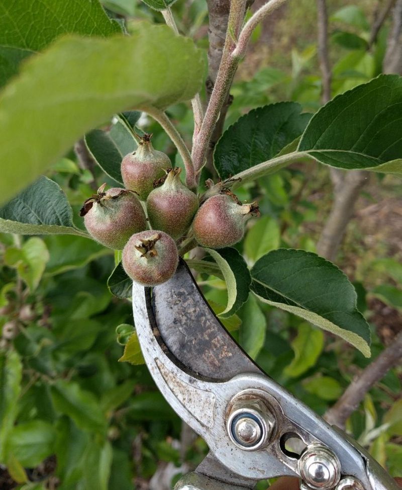 Leave Space Between Each Developing Fruit