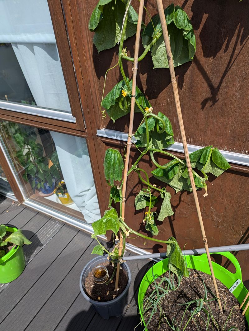Leave Tight Containers For Compact Herbs