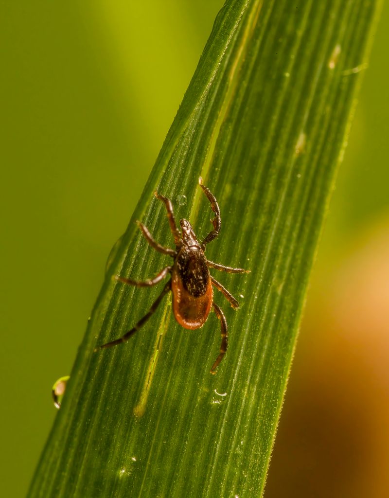 Leaves And Landscaping Attract Ticks Leaves And Landscaping Attract Ticks