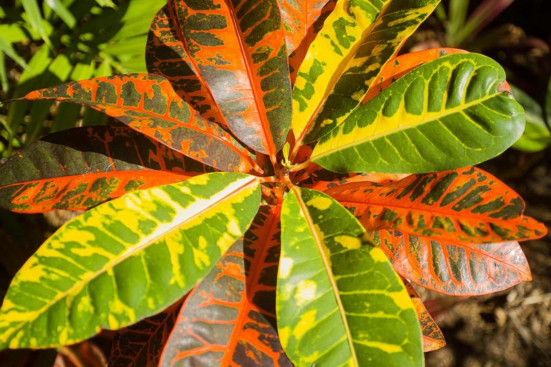 Leaves And Sap Need Careful Handling Around Kids And Pets