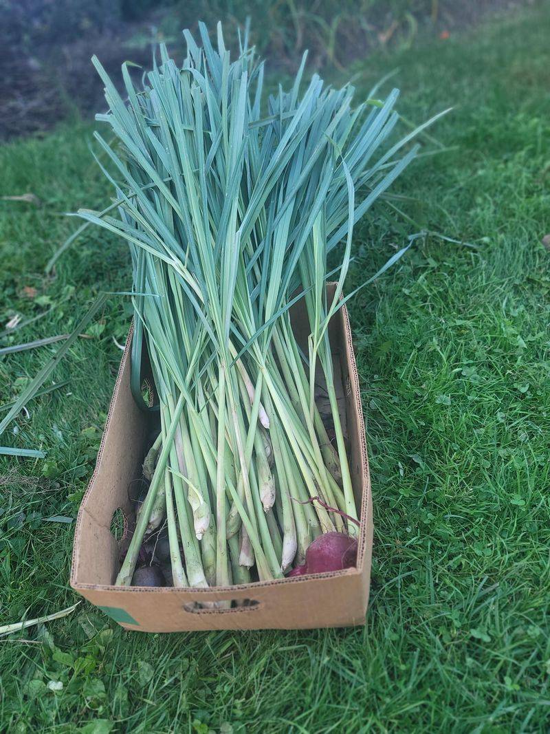 Leaves Can Be Harvested For Cooking