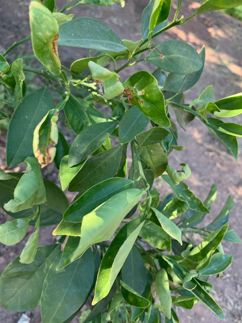 Leaves Can Curl During Heat Stress Leaves Can Curl During Heat Stress
