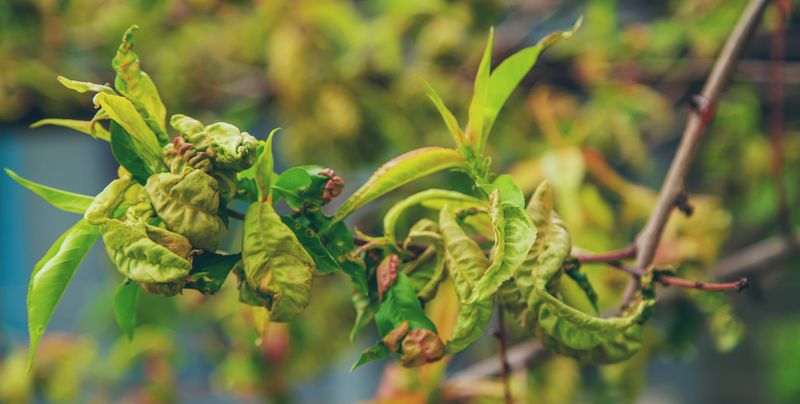 Leaves Curl Or Cup In The Heat