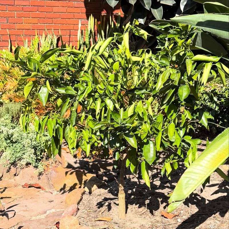 Leaves Curling Inward To Save Moisture