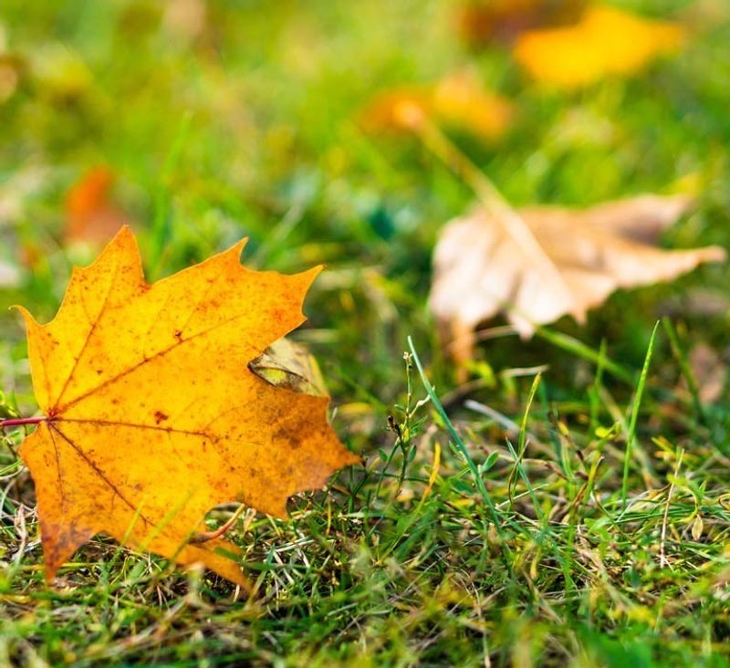 Leaves Drop Earlier Than Expected