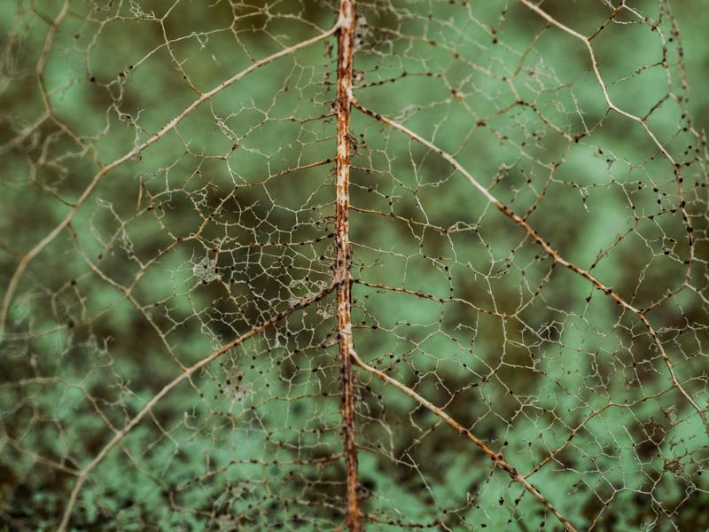 Leaves Look Skeletonized