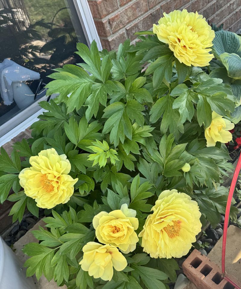 Leaves Need To Stay After Flowering