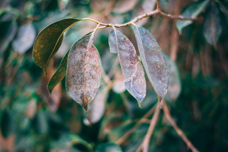 Leaves That Look Dusty Or Dirty