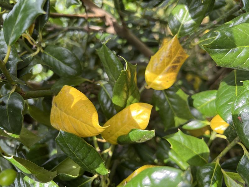 Leaves Turn Yellow Or Show Early Fall Color