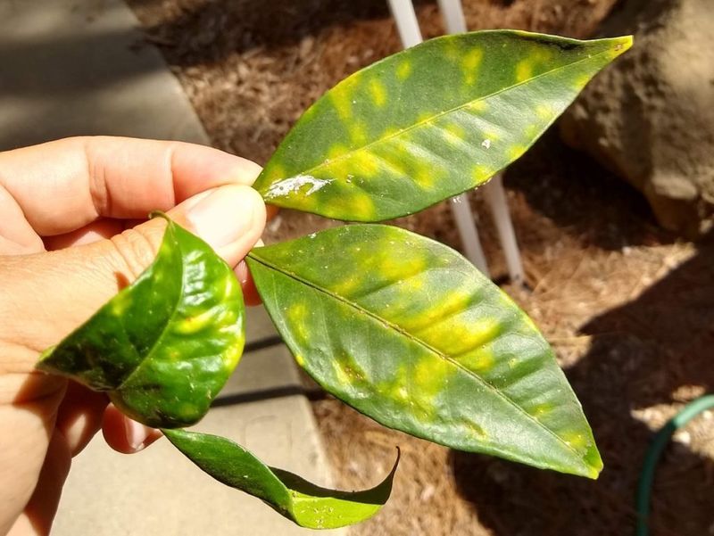 Leaves Turning Yellow Or Pale Can Signal Early Stress Leaves Turning Yellow Or Pale Can Signal Early Stress