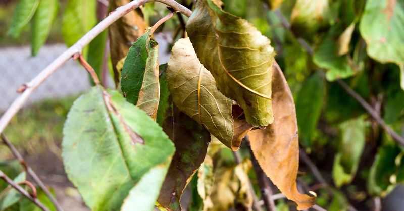 Leaves Wilt During Hot Afternoons