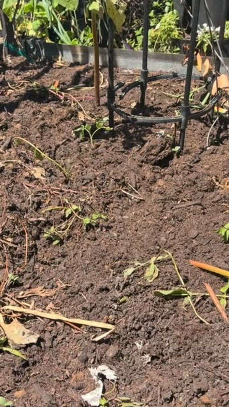Leaving Bare Soil Around Vegetables Invites Moisture Swings And Disease