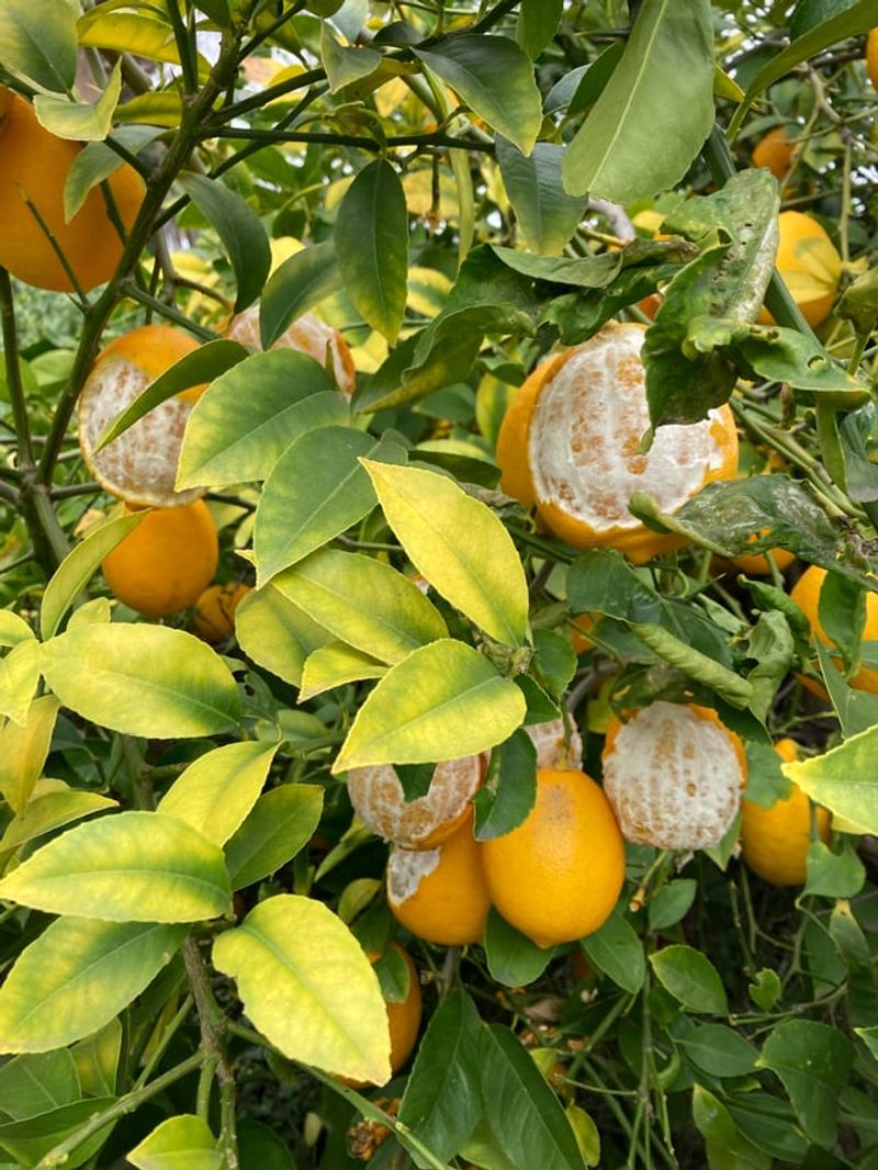 Leaving Citrus Fruit Rotting Beneath Backyard Trees Leaving Citrus Fruit Rotting Beneath Backyard Trees