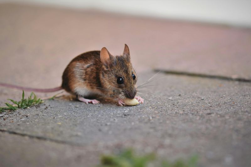 Leaving Clutter Where Mice Can Nest