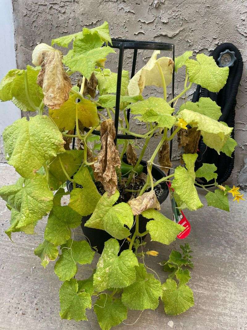 Leaving Diseased Or Yellowing Leaves On The Plant