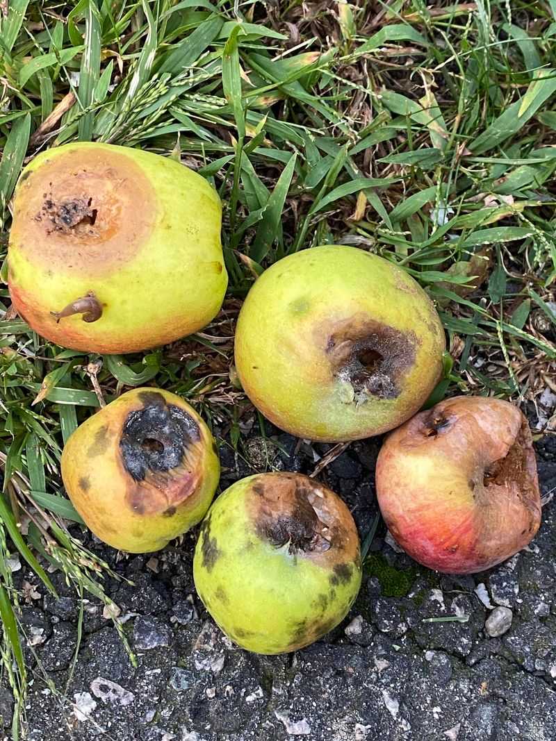 Leaving Fallen Fruit On The Ground