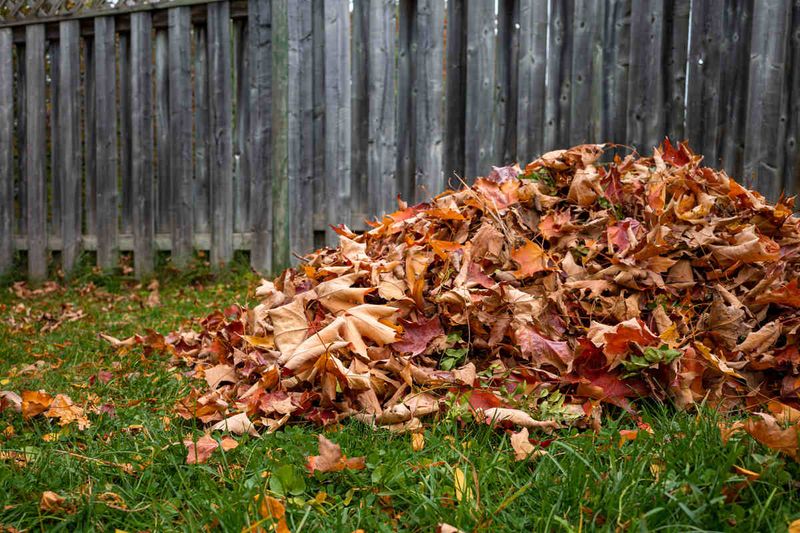 Leaving Fallen Leaves And Organic Matter In Some Areas