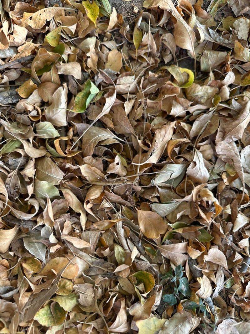 Leaving Leaf Litter And Yard Debris Piled Up