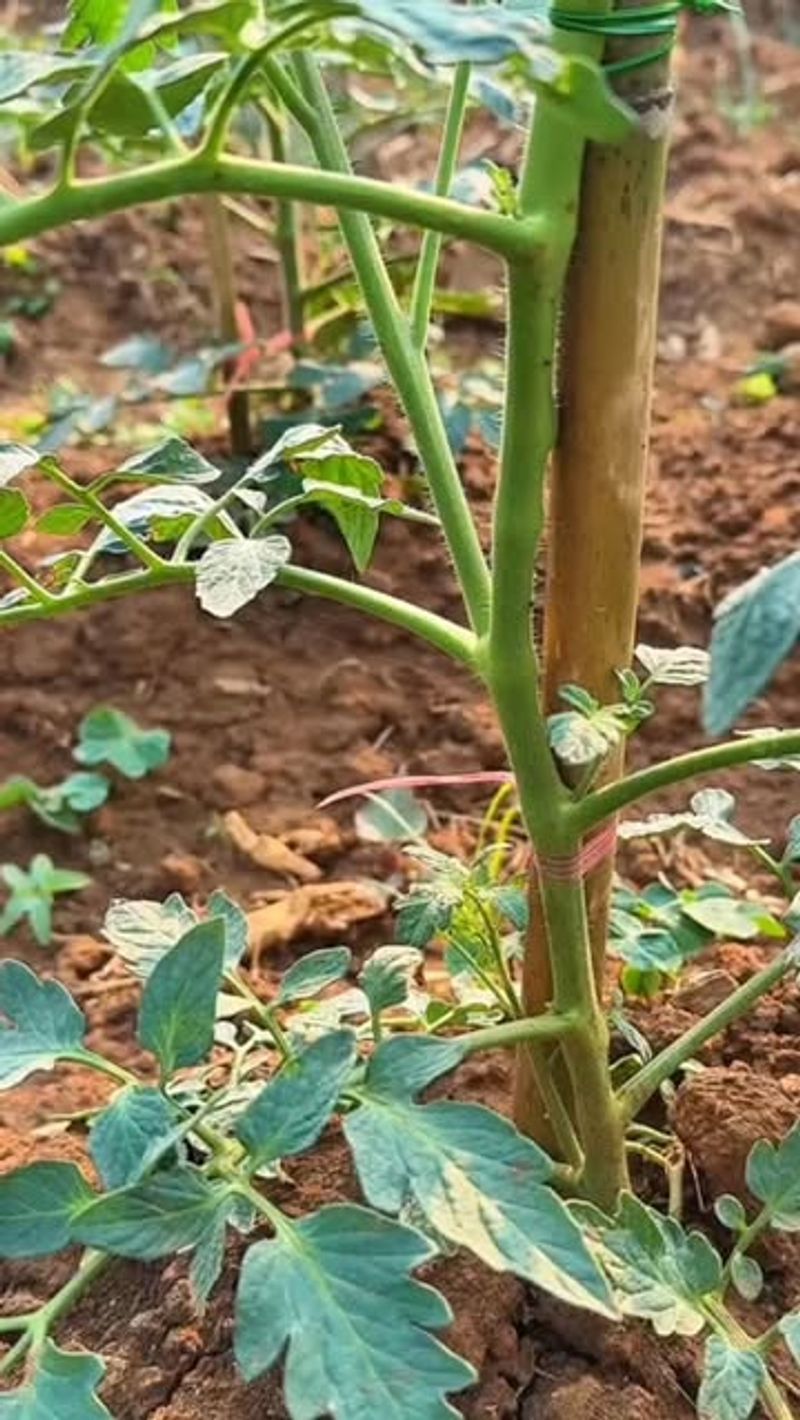 Leaving Lower Tomato Leaves Touching The Soil Spreads Disease Faster