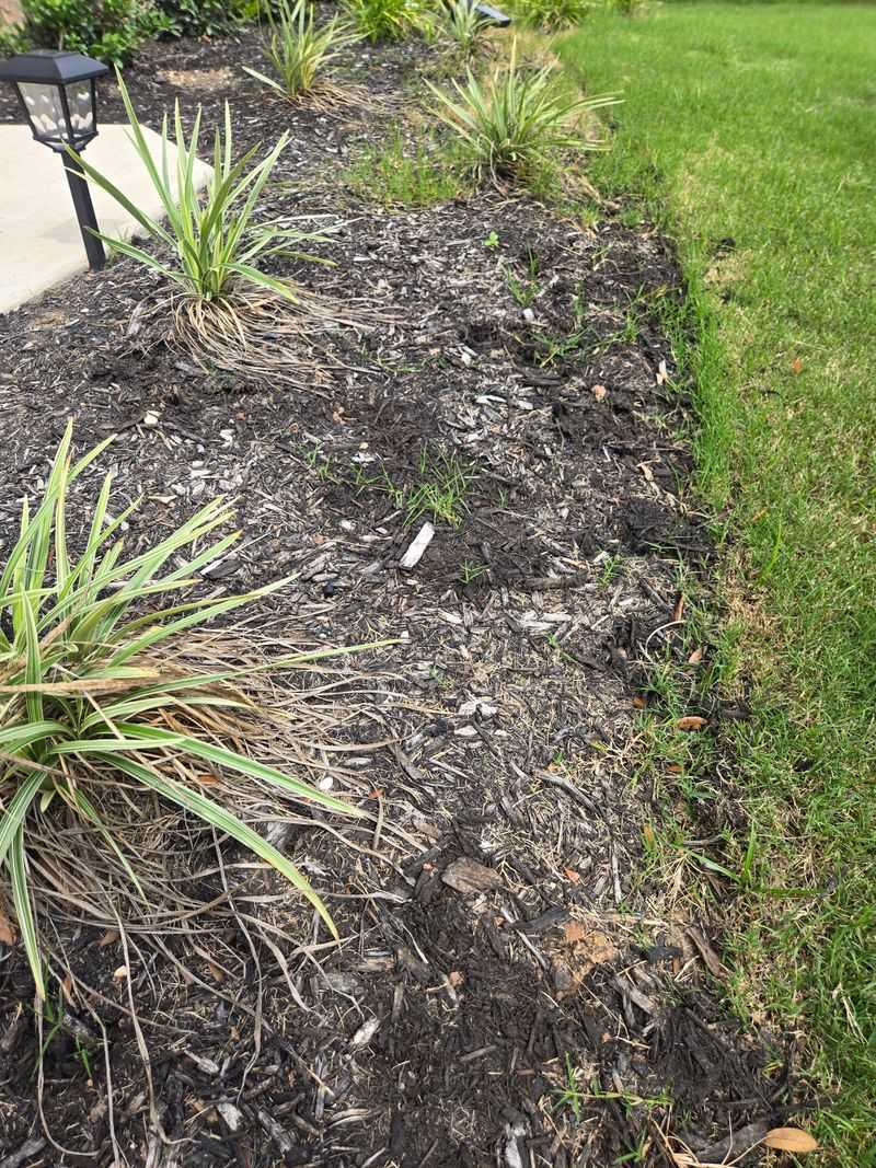 Leaving Old Mulch To Build Up Year After Year