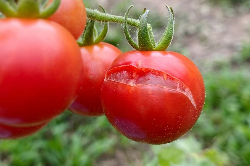 Leaving Overripe Fruit On The Vine Too Long