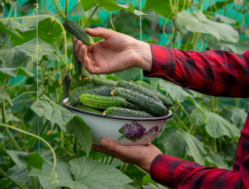 Leaving Oversized Cucumbers On The Vine Too Long