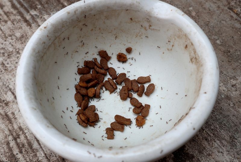 Leaving Pet Food Outside