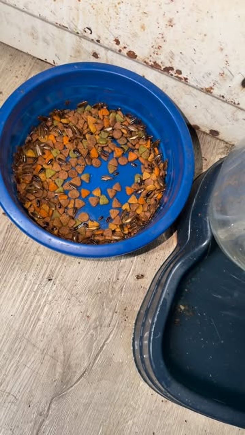 Leaving Pet Food Outside Overnight