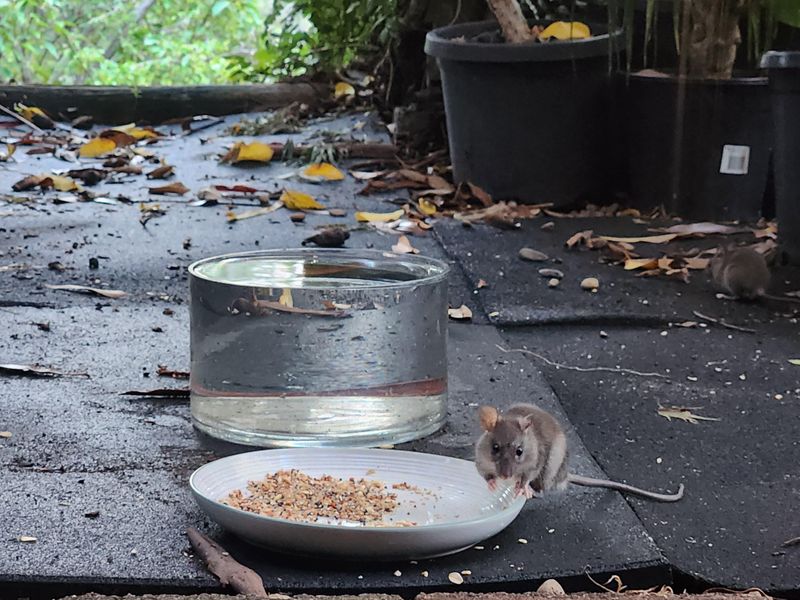 Leaving Pet Food Outside