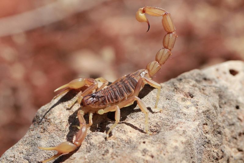 Leaving Pool Toys Outside Adds More Hidden Scorpion Spaces Leaving Pool Toys Outside Adds More Hidden Scorpion Spaces
