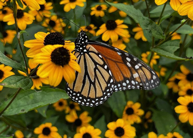 Leaving Small Areas Wild Helps Beneficial Insects Stay Nearby