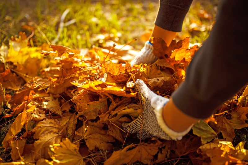 Leaving Some Fallen Leaves And Mulch Undisturbed