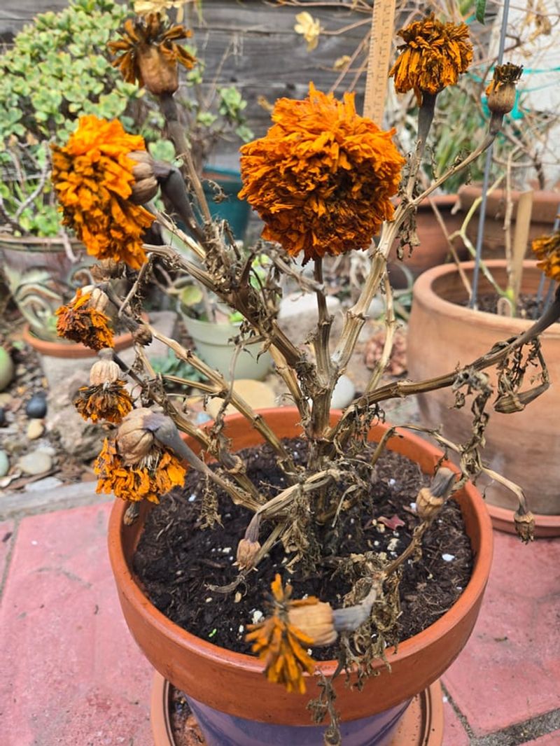 Leaving Spent Marigold Blooms On The Plant Too Long